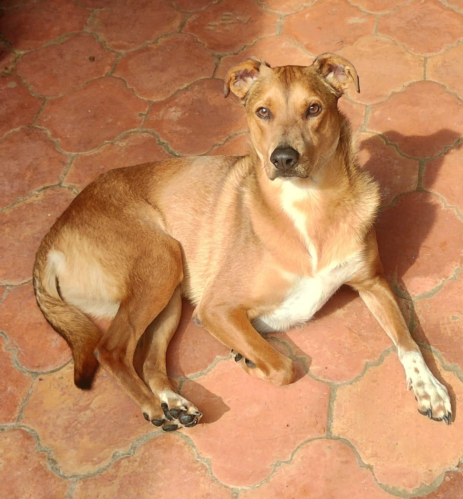 Enlarge Sully, a Adoptable mixed breed in New Britain, CT image 1/5