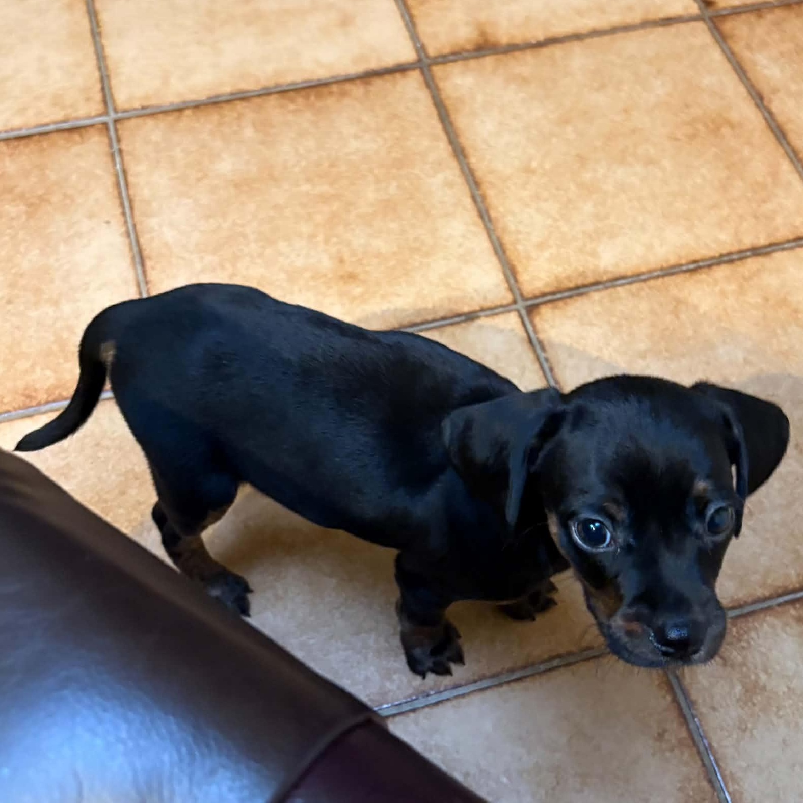 Enlarge Eeyore, a Adoptable mixed breed in Mount Bethel, PA image 3/6
