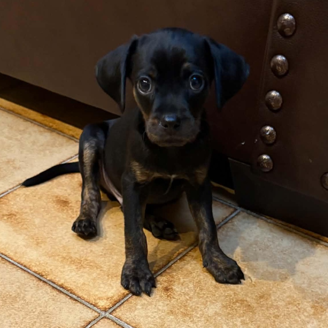 Eeyore, Adoptable, Puppy Male Mountain Cur & Hound.