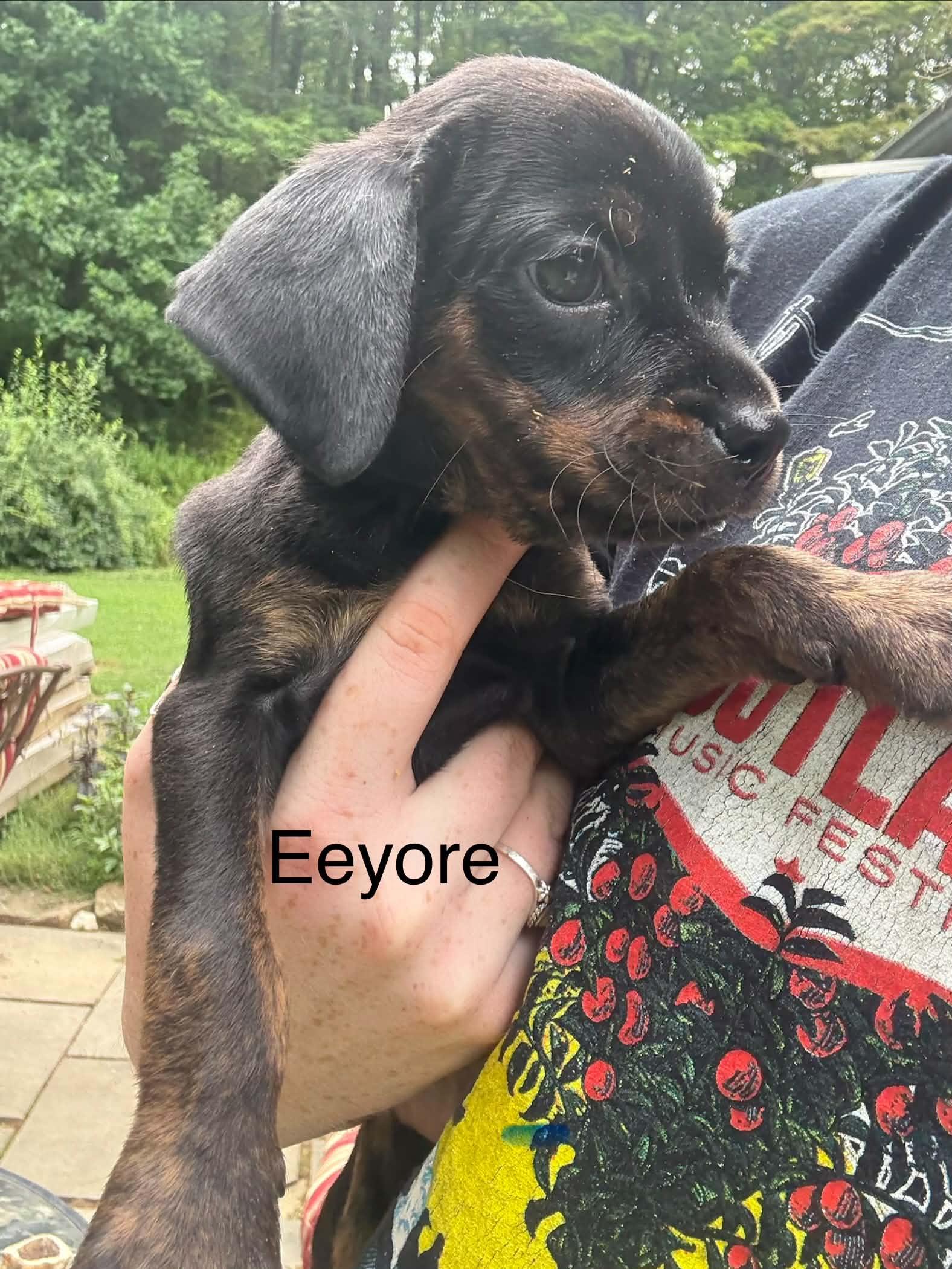 Enlarge Eeyore, a Adoptable mixed breed in Mount Bethel, PA image 4/6