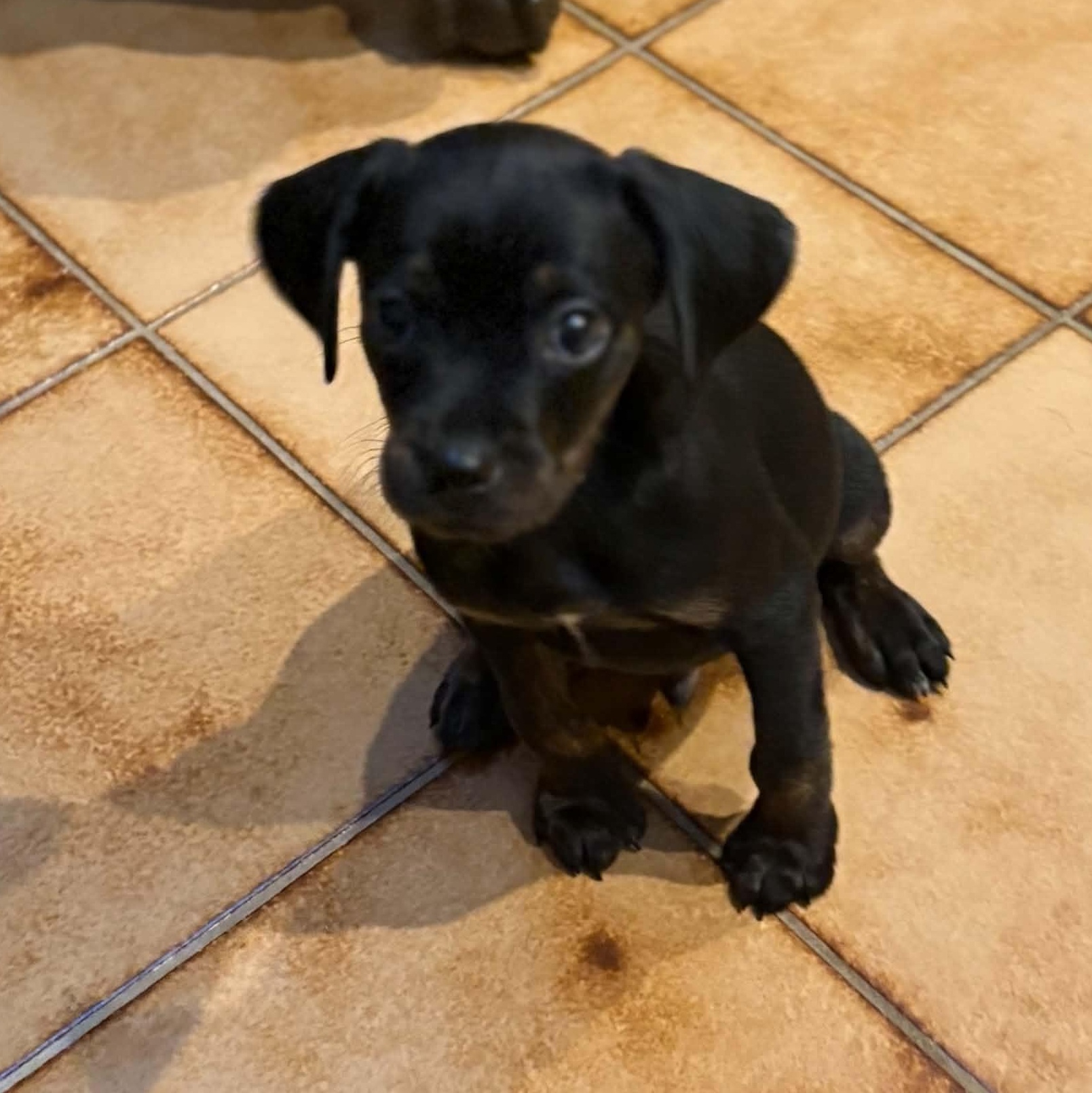 Enlarge Eeyore, a Adoptable mixed breed in Mount Bethel, PA image 5/6