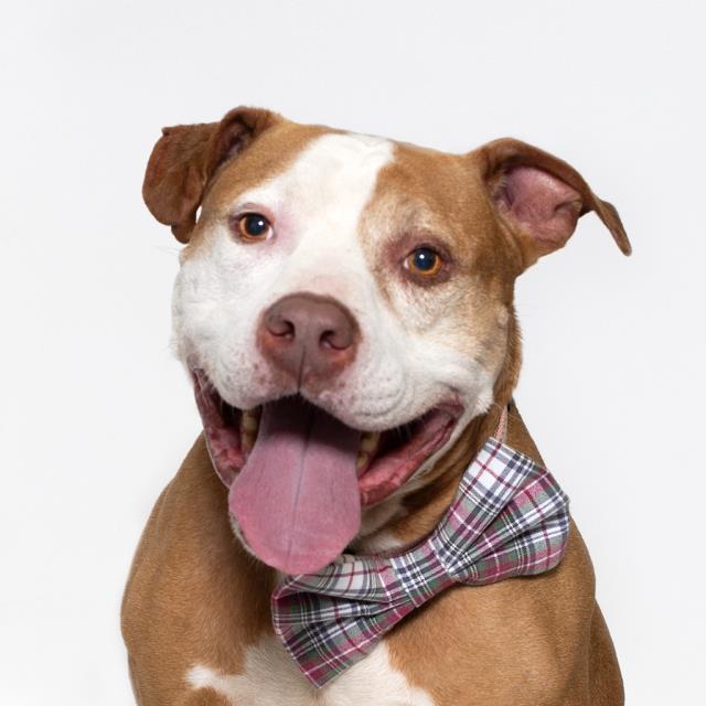 Enlarge KANE, a Adoptable Pit Bull Terrier in Santa Maria, CA image 1/1