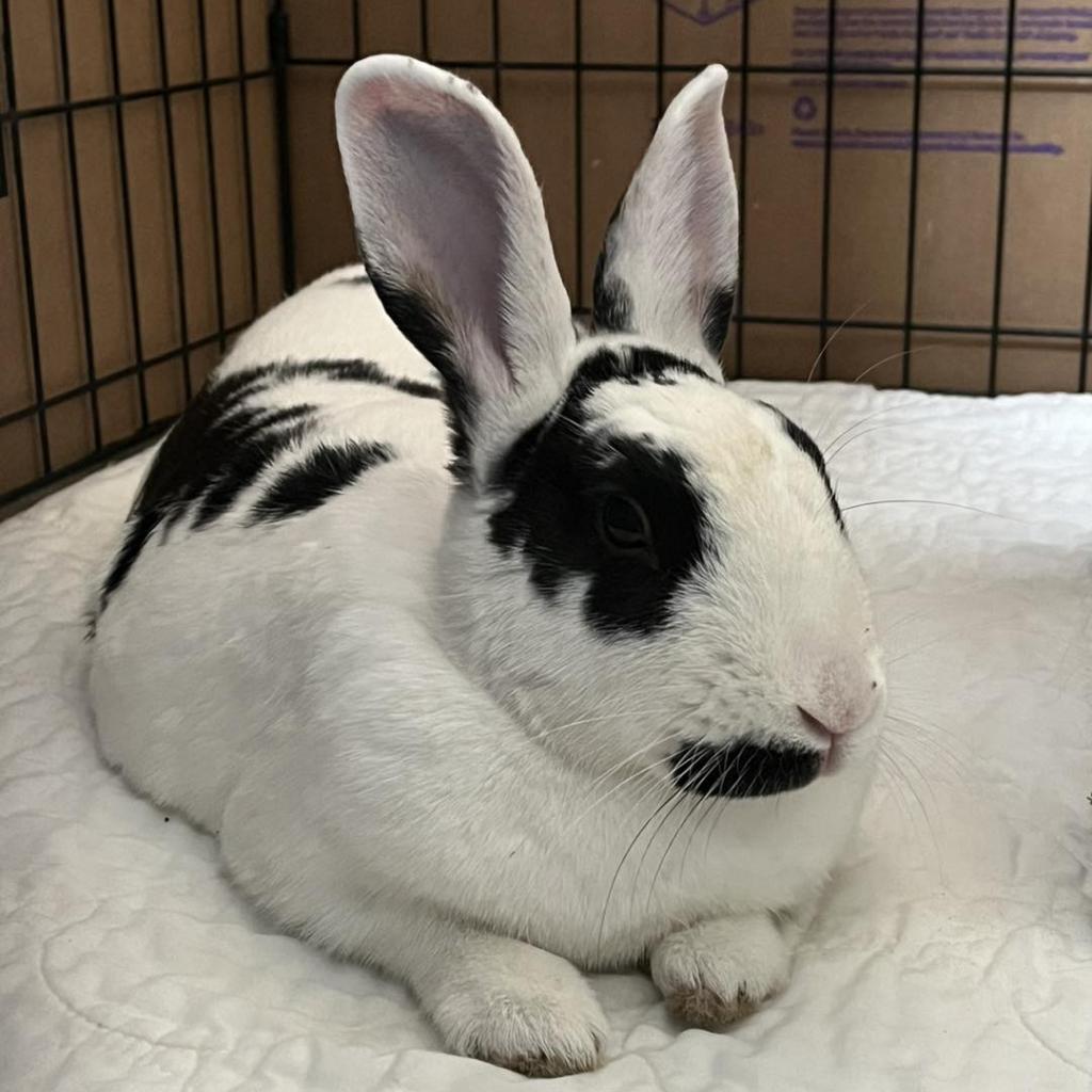 Enlarge Lucy, a Adoptable New Zealand in Napa, CA image 1/1