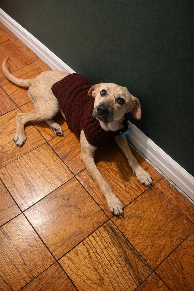 Enlarge Nati, a Adoptable mixed breed in New York, NY image 1/6