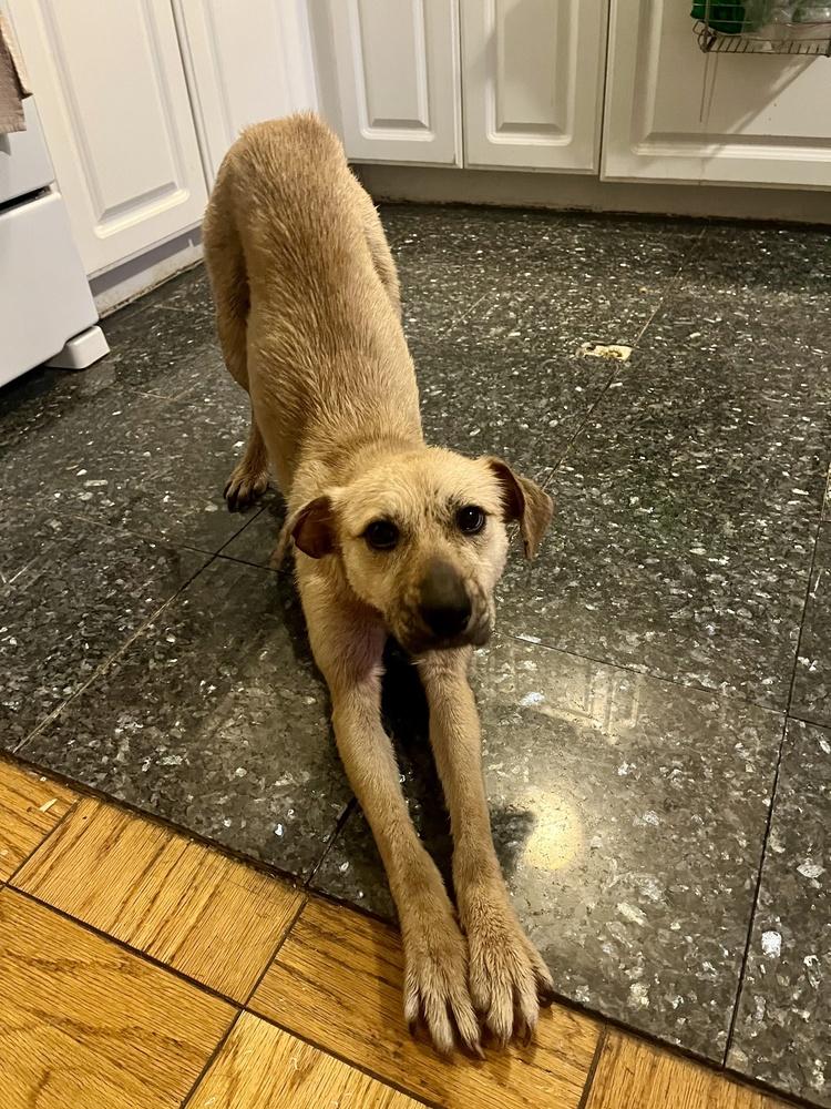 Enlarge Nati, a Adoptable mixed breed in New York, NY image 2/6