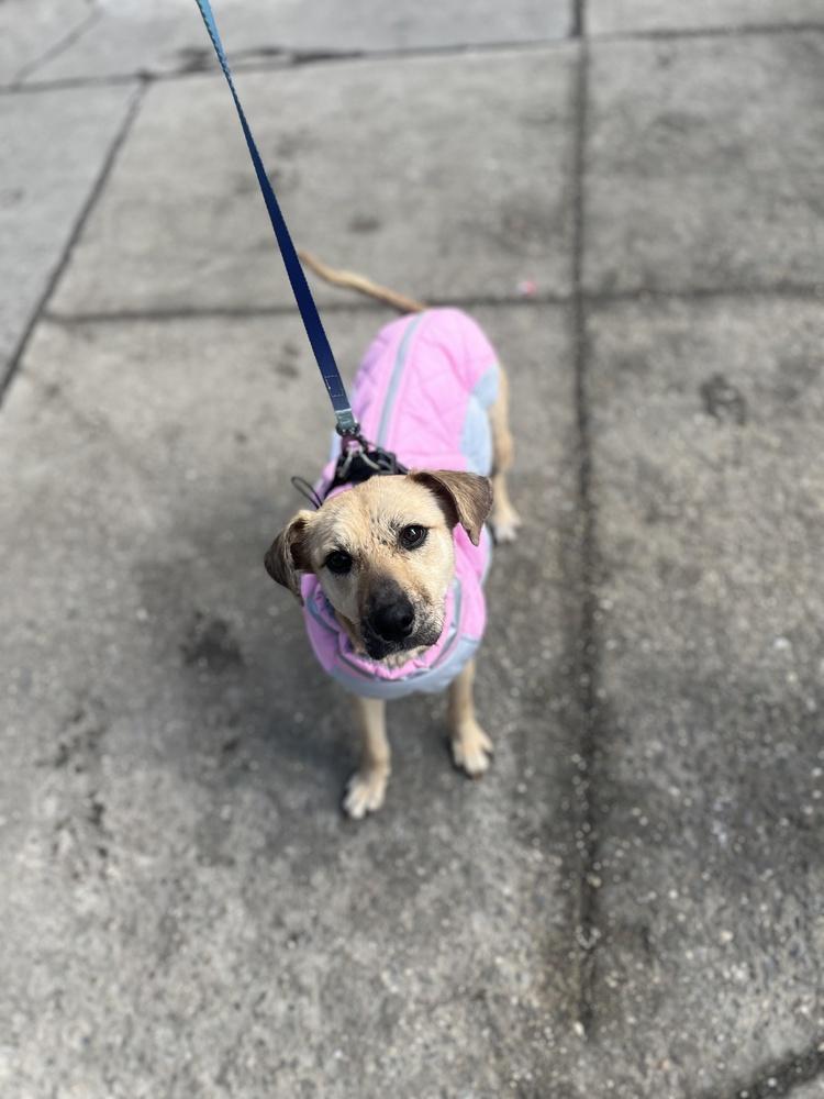 Enlarge Nati, a Adoptable mixed breed in New York, NY image 3/6