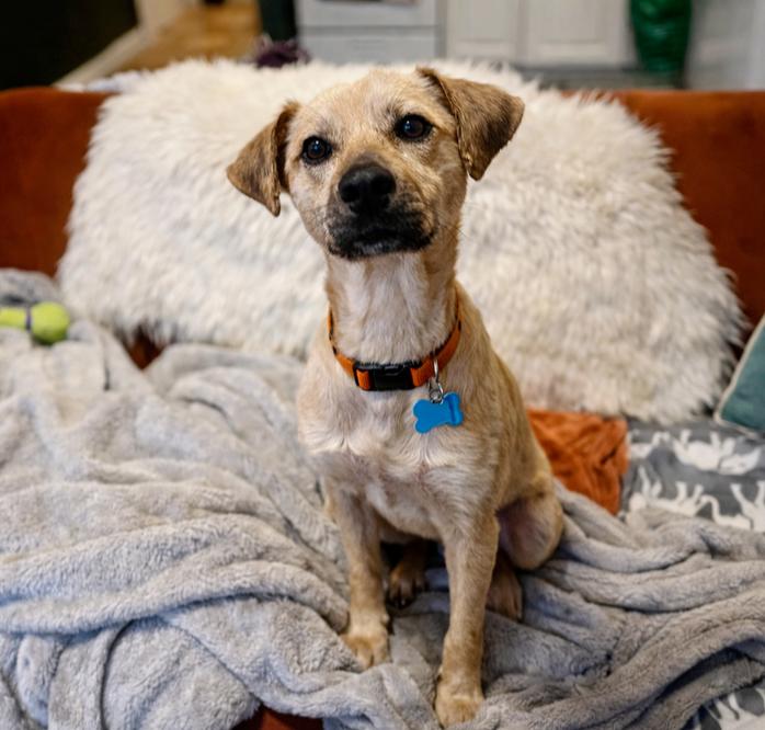 Enlarge Nati, a Adoptable mixed breed in New York, NY image 4/6