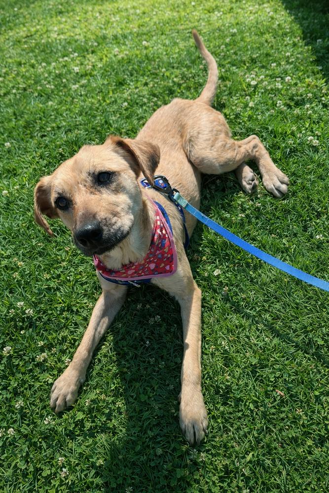 Enlarge Nati, a Adoptable mixed breed in New York, NY image 6/6