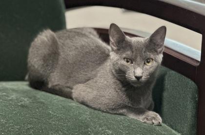 Tera, a Adoptable mixed breed in Santa Fe, TX image 1/3