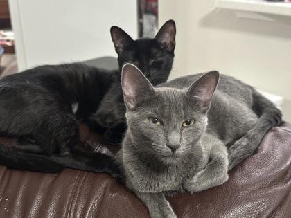 Tera, Adoptable, Kitten Female Russian Blue & Domestic Short Hair.