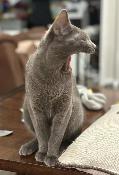 Tera, a Adoptable mixed breed in Santa Fe, TX image 3/3