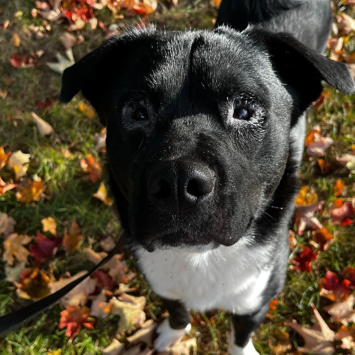 Enlarge Ken, a Adoptable Akita in North Syracuse, NY image 3/3