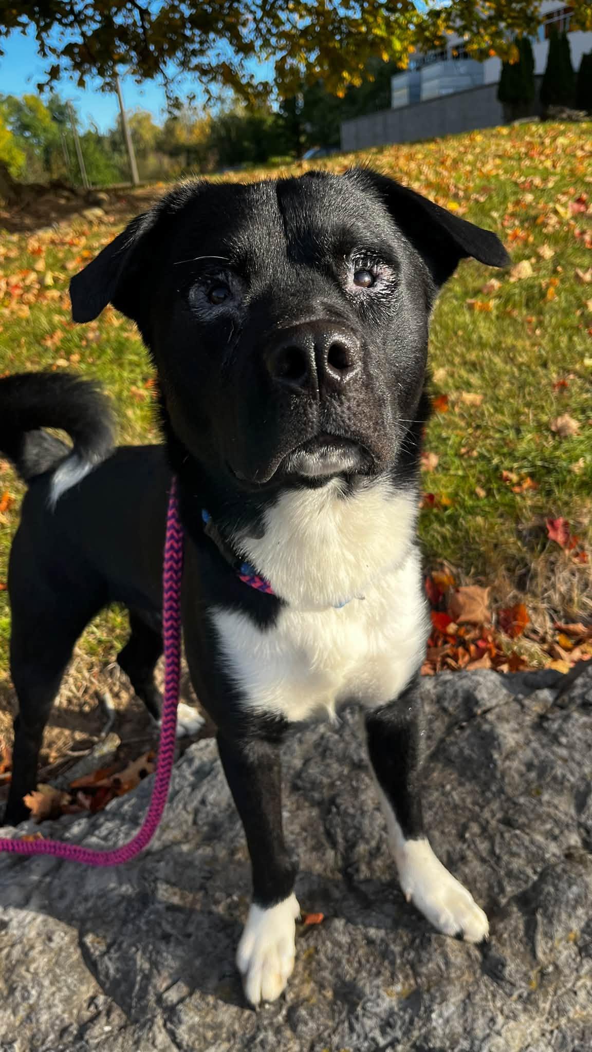 Enlarge Ken, a Adoptable Akita in North Syracuse, NY image 2/3