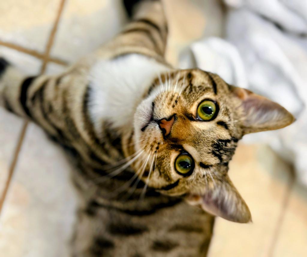 Roscoe, Adoptable, Young Male Domestic Short Hair.