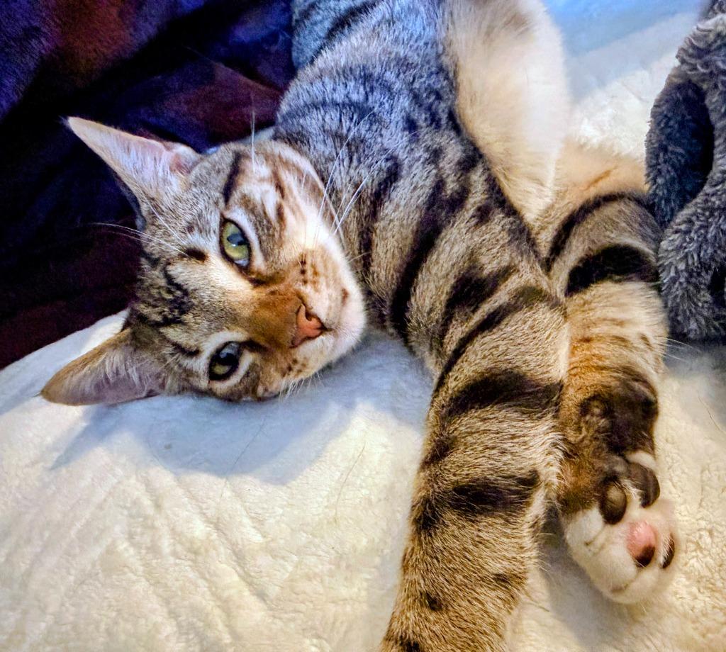 Enlarge Roscoe, a Adoptable mixed breed in Evans, GA image 2/6