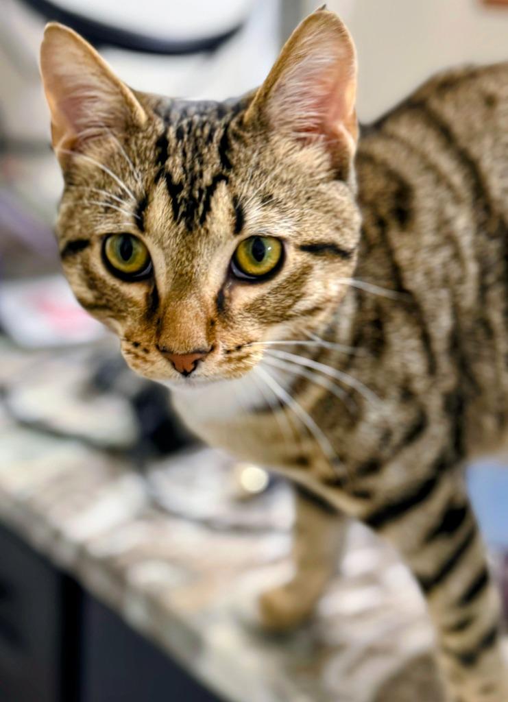 Enlarge Roscoe, a Adoptable mixed breed in Evans, GA image 3/6