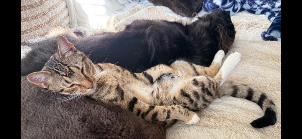 Enlarge Roscoe, a Adoptable mixed breed in Evans, GA image 4/6