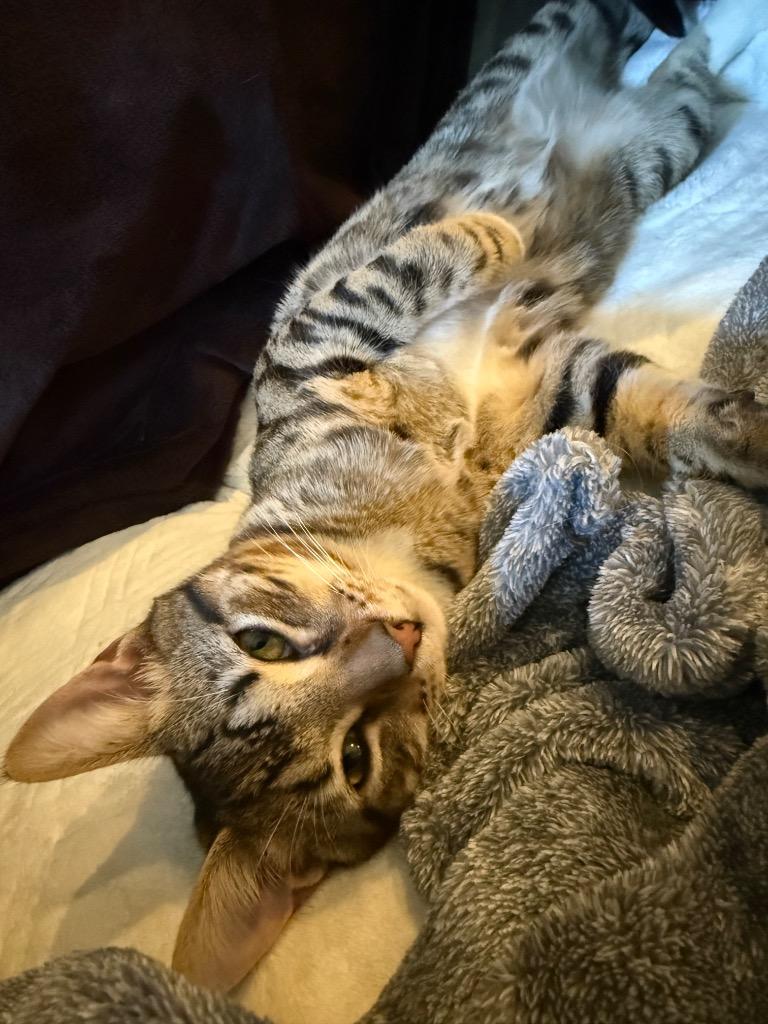 Enlarge Roscoe, a Adoptable mixed breed in Evans, GA image 5/6