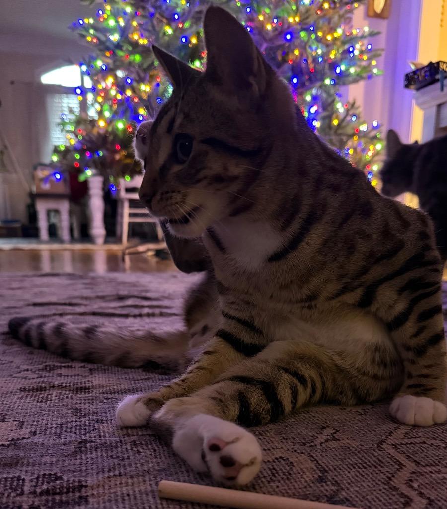 Enlarge Roscoe, a Adoptable mixed breed in Evans, GA image 6/6