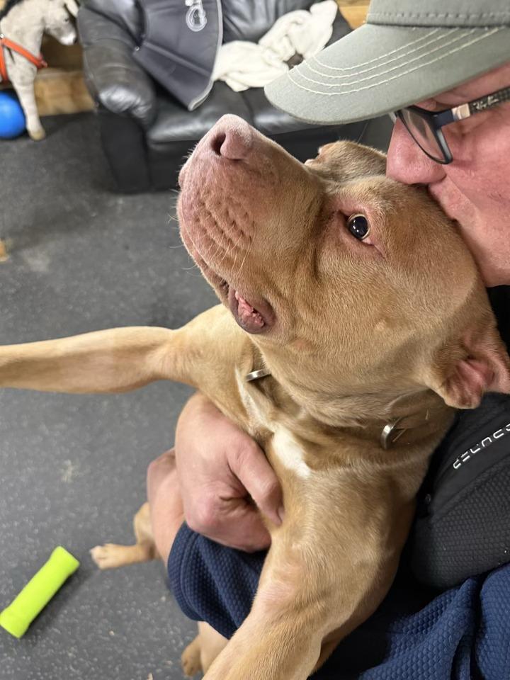 Enlarge Beau, a ADOPTABLE American Bully in Lisle, ON image 1/3