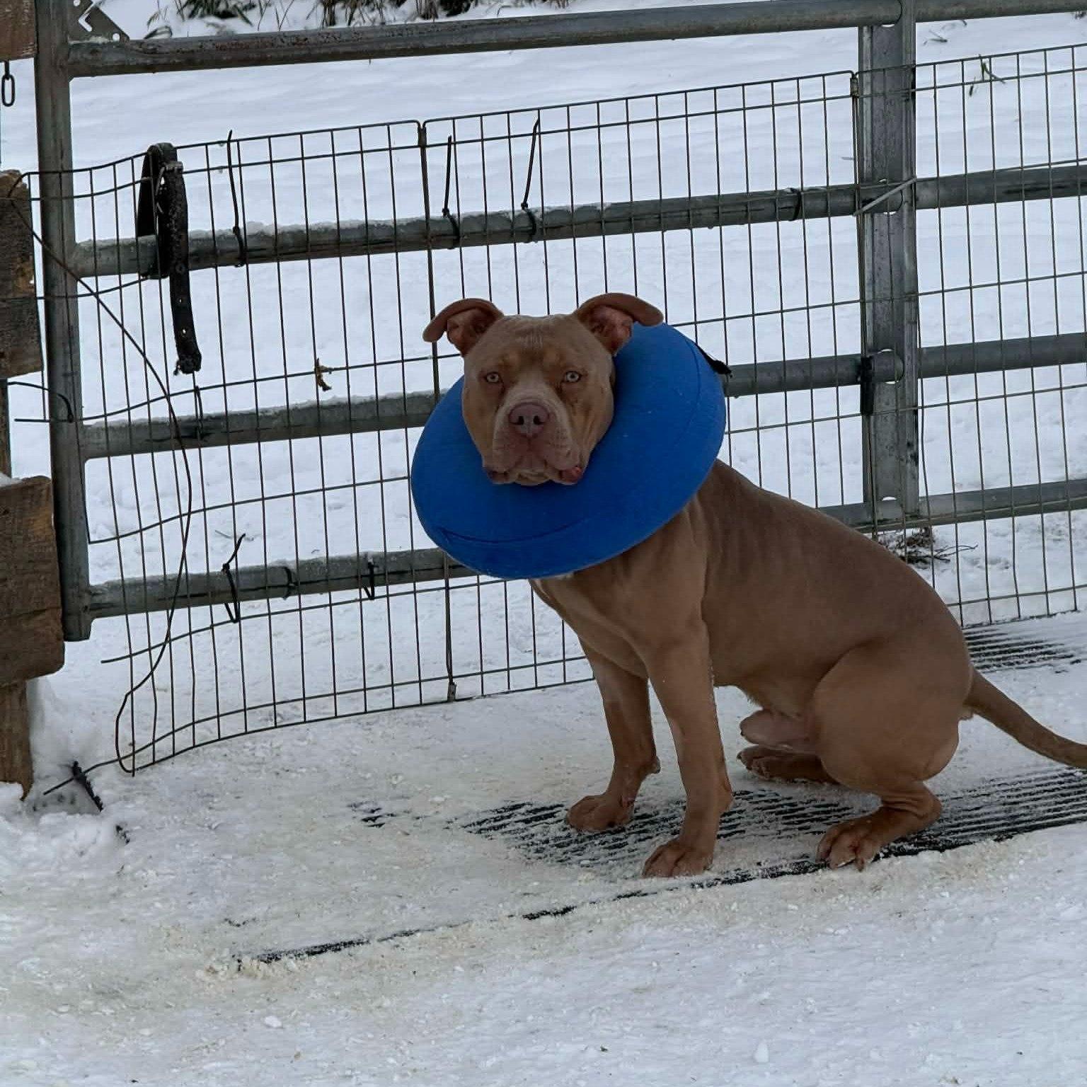 Enlarge Beau, a ADOPTABLE American Bully in Lisle, ON image 1/1