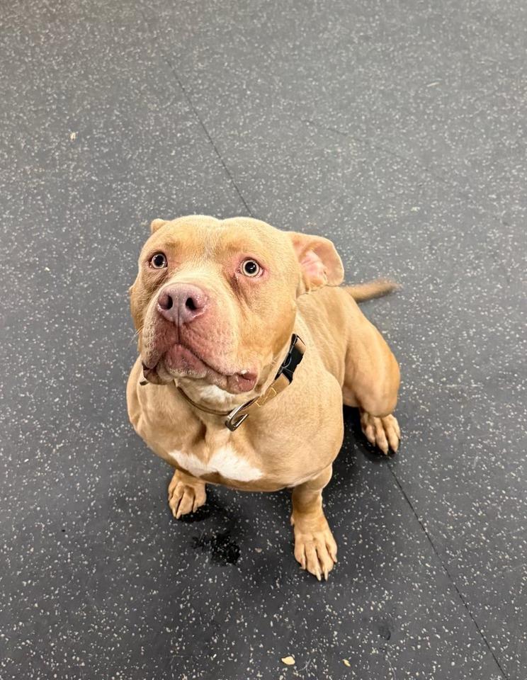 Enlarge Beau, a ADOPTABLE American Bully in Lisle, ON image 3/3