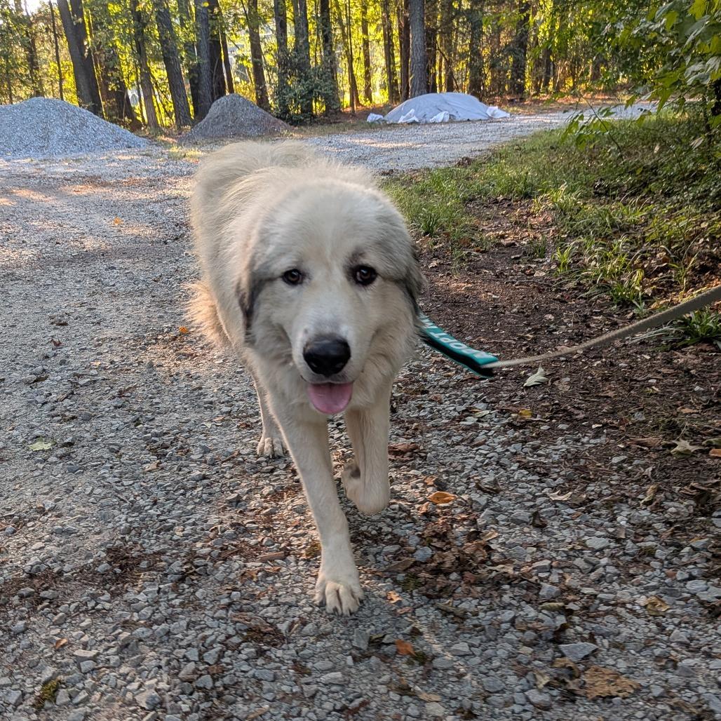 Oscar, Adoptable, Young Male Great Pyrenees.