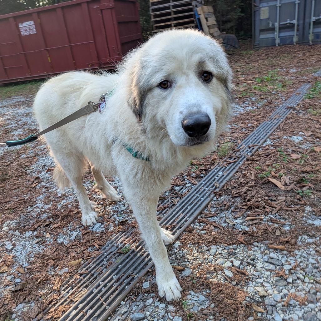 Enlarge Oscar, a Adoptable Great Pyrenees in Wake Forest, NC image 2/4