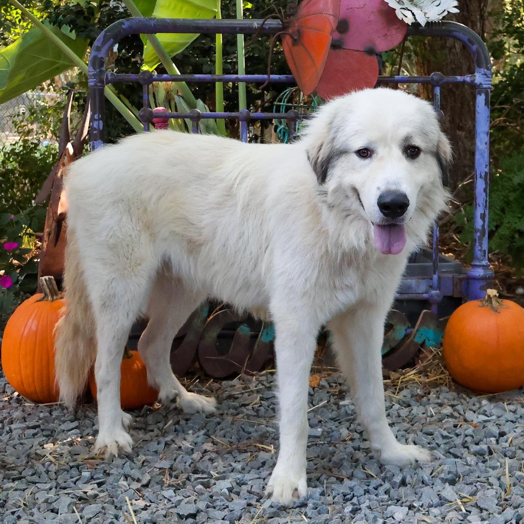 Enlarge Oscar, a Adoptable Great Pyrenees in Wake Forest, NC image 3/4