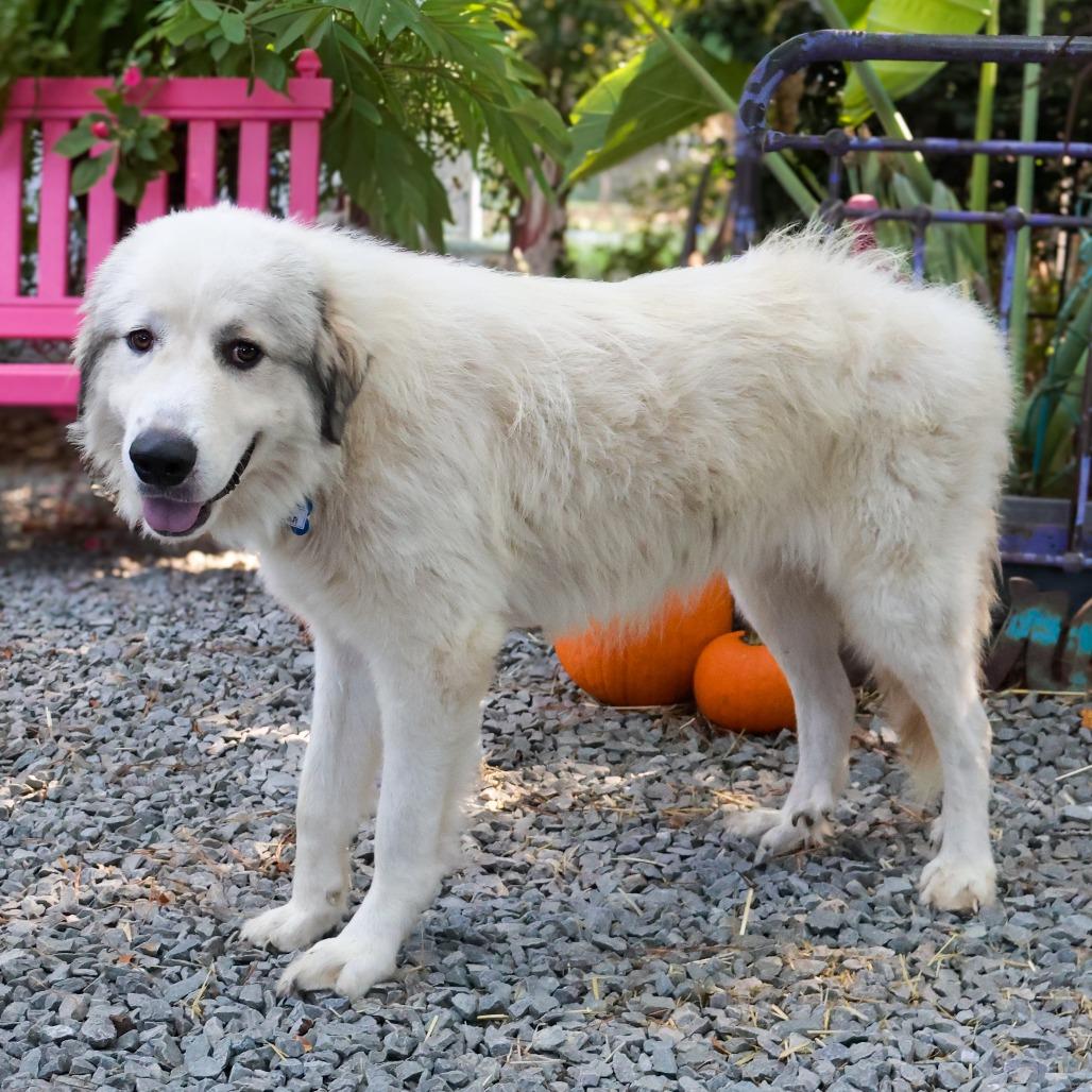 Enlarge Oscar, a Adoptable Great Pyrenees in Wake Forest, NC image 4/4