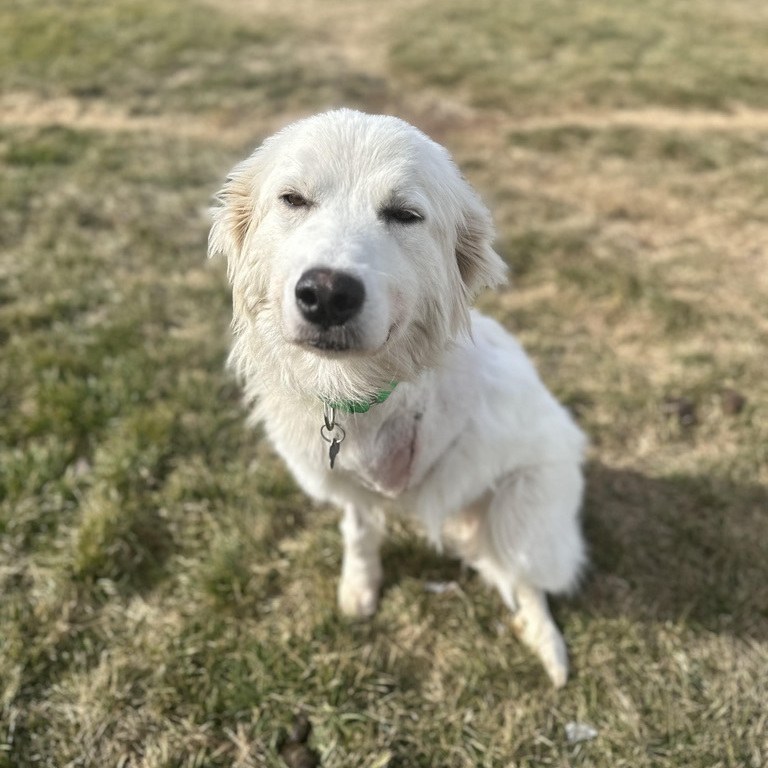 Mabel , an adoptable Great Pyrenees in Springfield, MO, 65804 | Photo Image 3