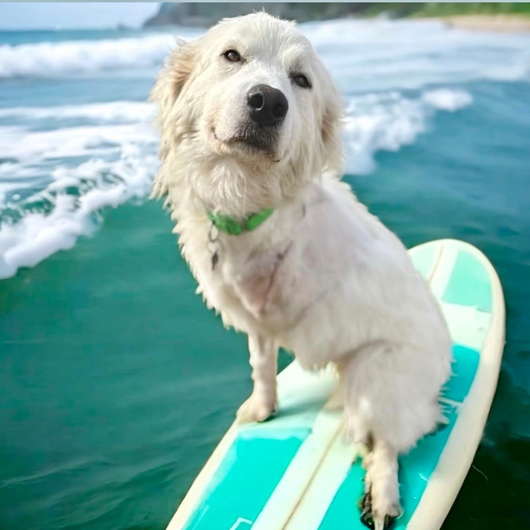 Mabel , an adoptable Great Pyrenees in Springfield, MO, 65804 | Photo Image 1