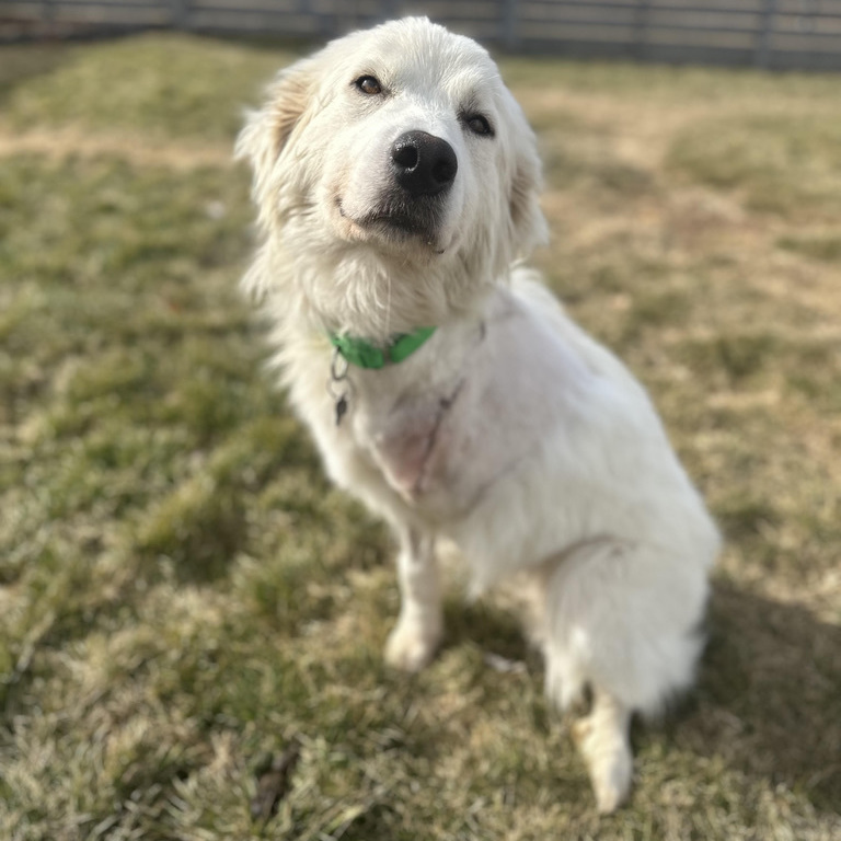 Mabel , an adoptable Great Pyrenees in Springfield, MO, 65804 | Photo Image 2