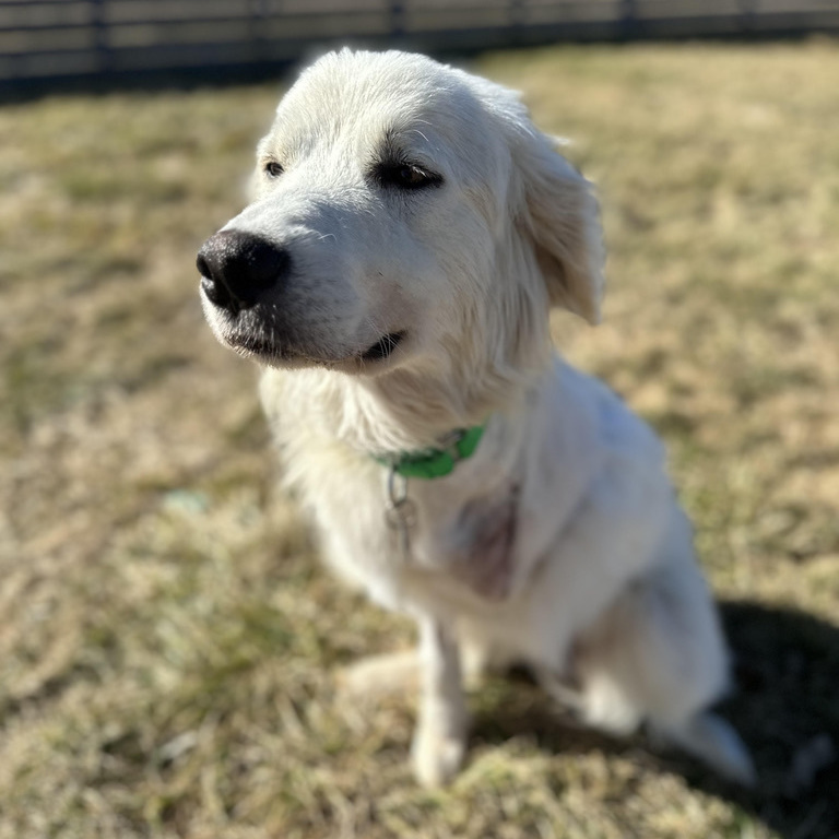 Mabel , an adoptable Great Pyrenees in Springfield, MO, 65804 | Photo Image 4