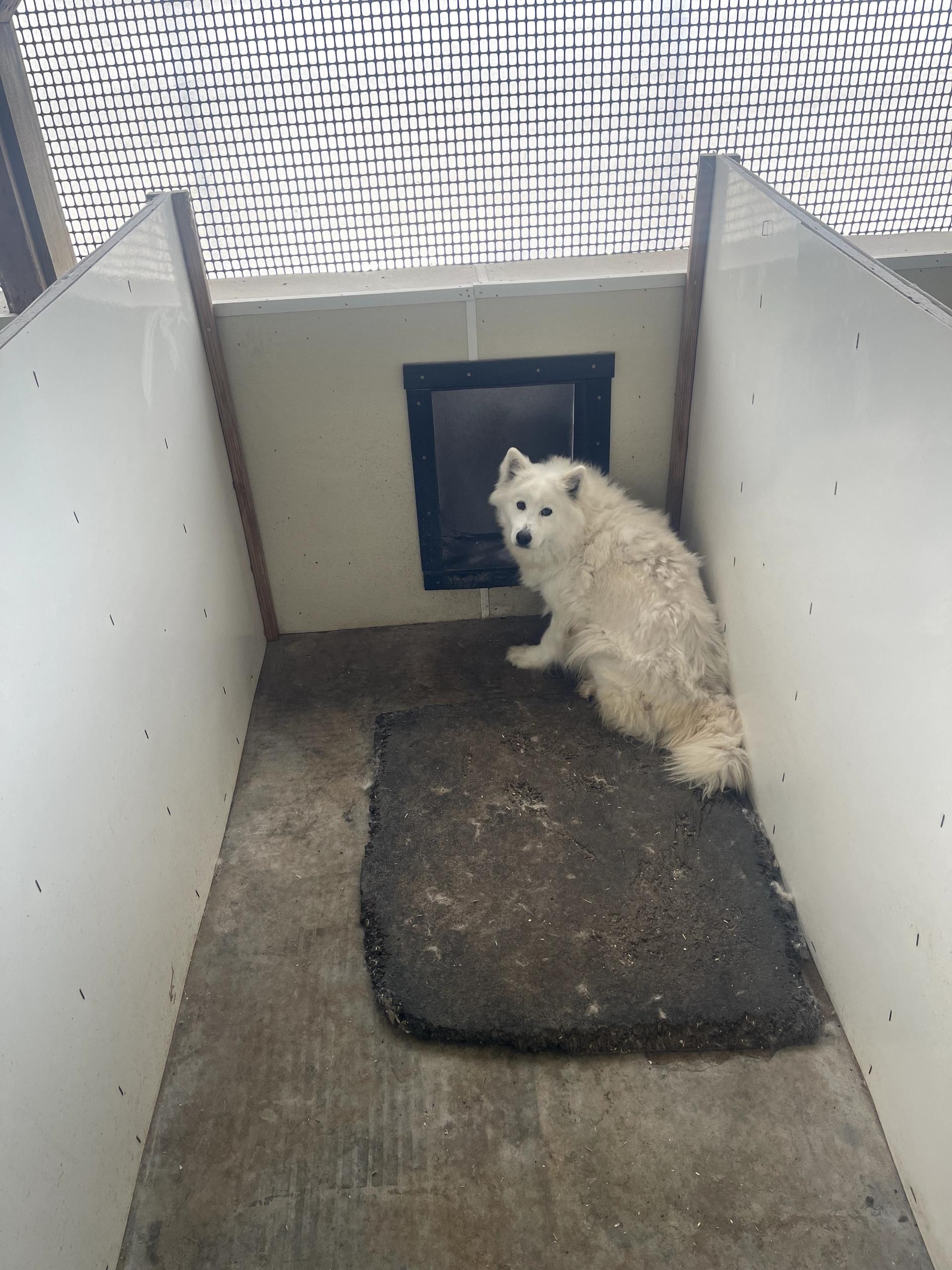 Jessica, ADOPTABLE, Senior Female Samoyed.