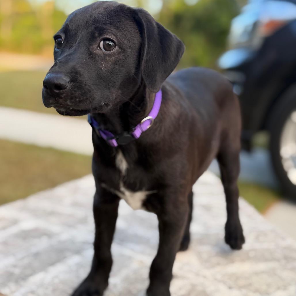 "Beau" Beaujolais, Adoptable, Puppy Male Spaniel & Labrador Retriever.