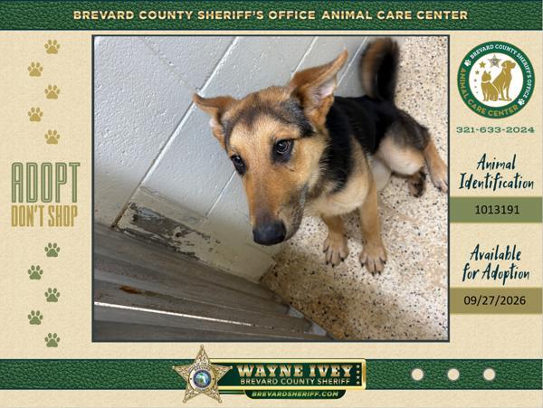 Enlarge Stray, a Adoptable mixed breed in Melbourne, FL image 1/1