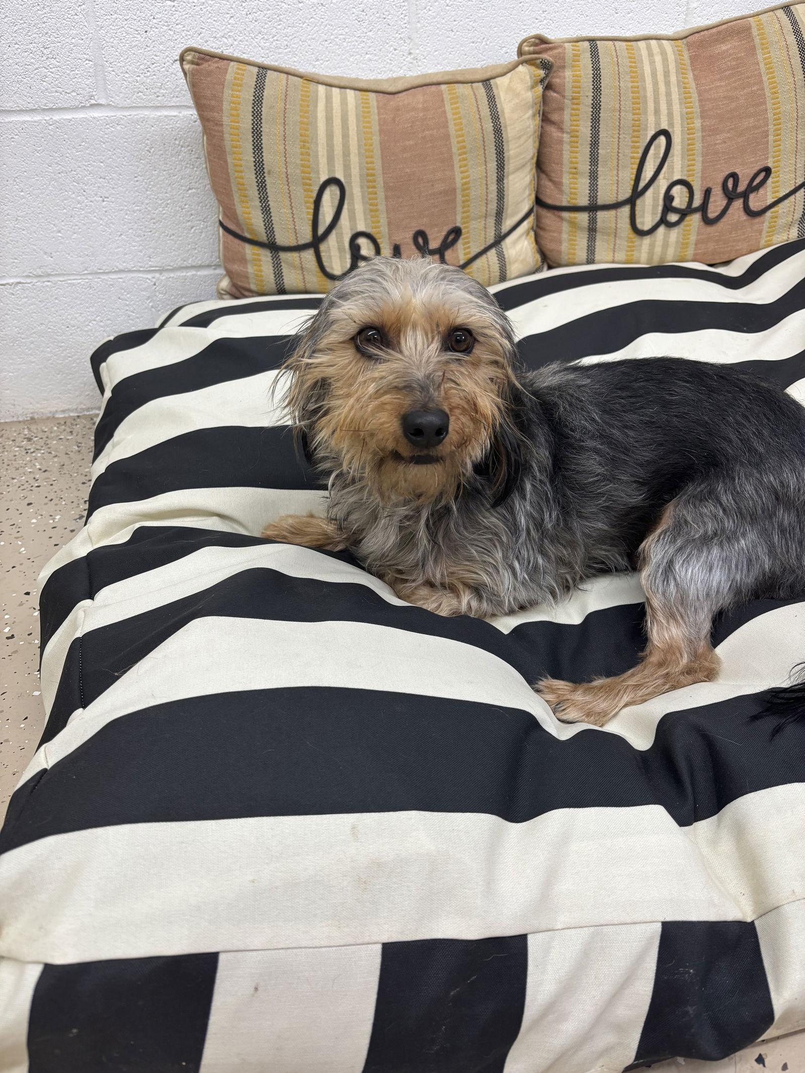 Maxx, Adopted, Young Male Yorkshire Terrier.