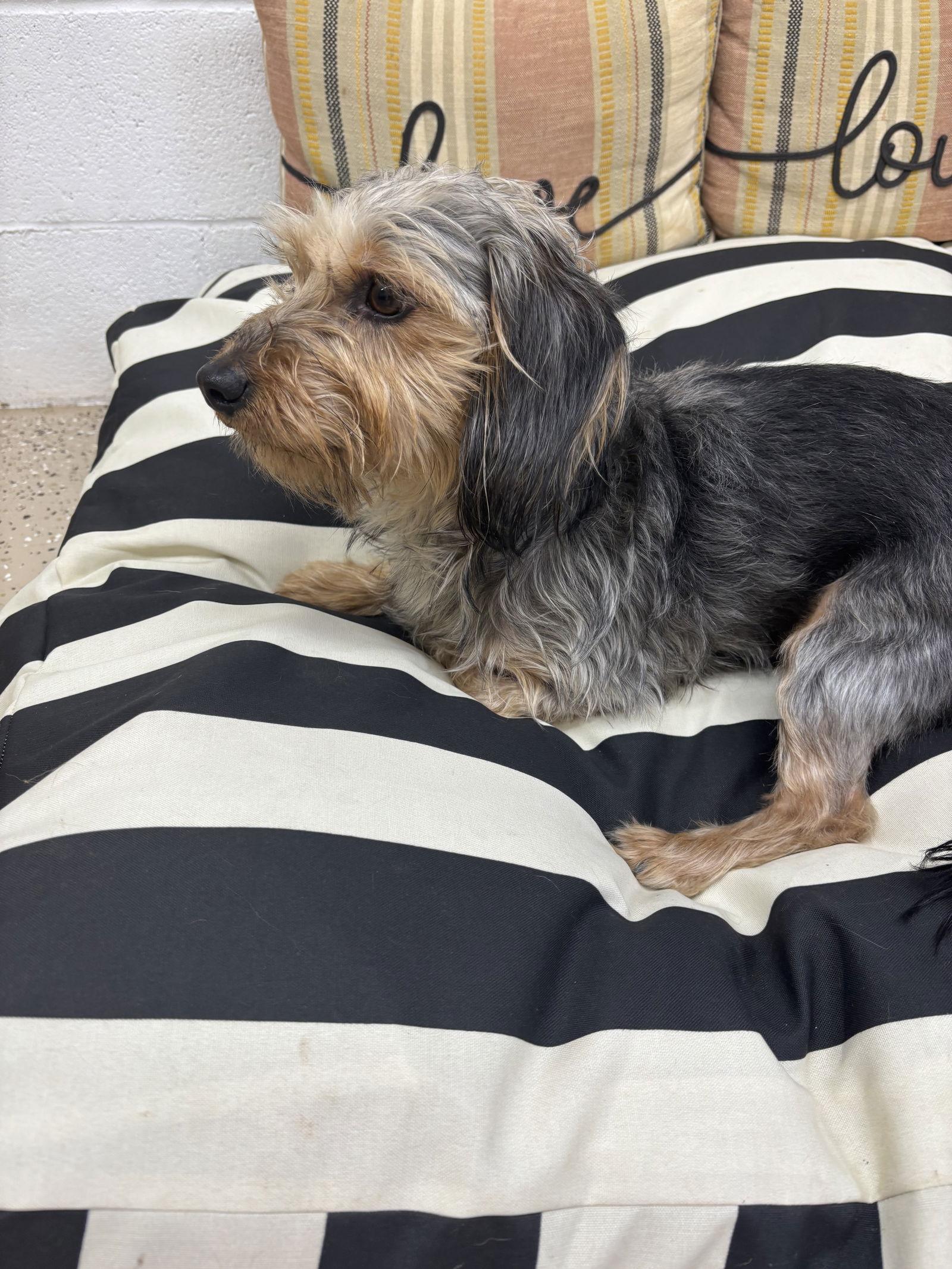 Maxx, a Adopted Yorkshire Terrier in York, SC image 3/3