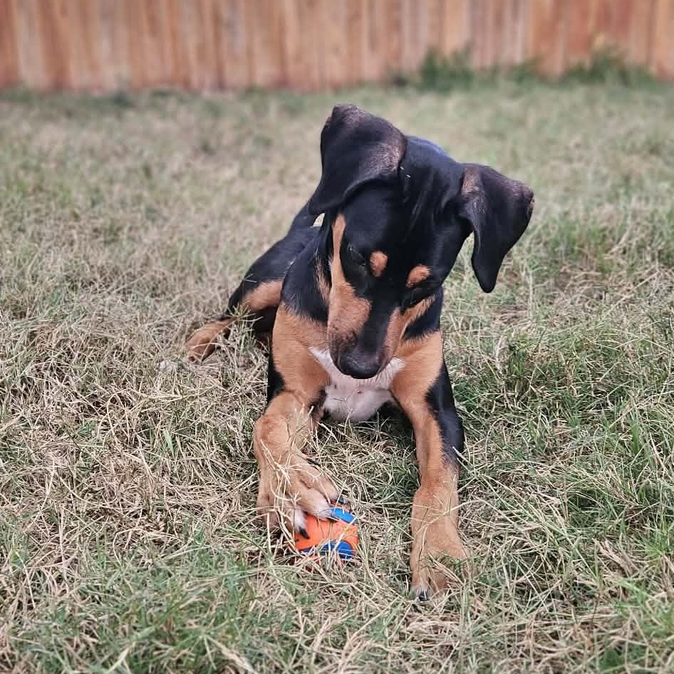 Enlarge Bingo-fostered in Texas, transport available, an adopted mixed breed in New Haven, CT image 2/6