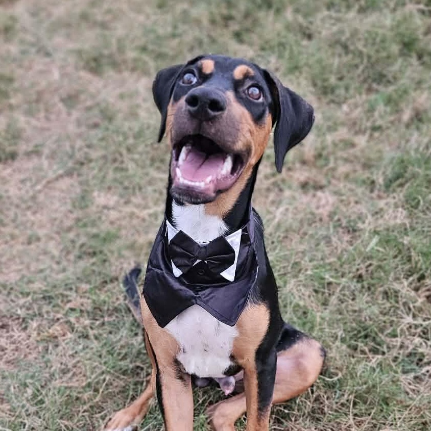 Enlarge Bingo-fostered in Texas, transport available, an adopted mixed breed in New Haven, CT image 4/6