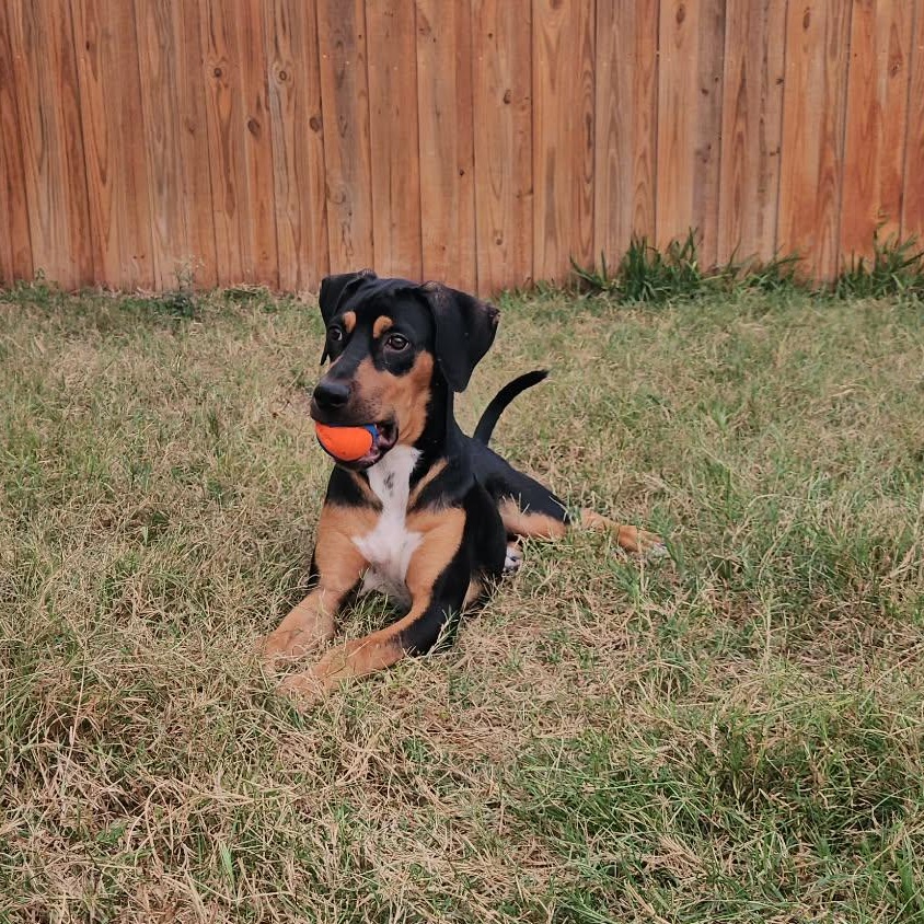 Enlarge Bingo-fostered in Texas, transport available, an adopted mixed breed in New Haven, CT image 6/6