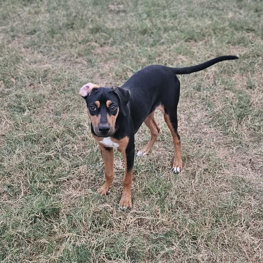 Enlarge Bingo-fostered in Texas, transport available, an adopted mixed breed in New Haven, CT image 5/6