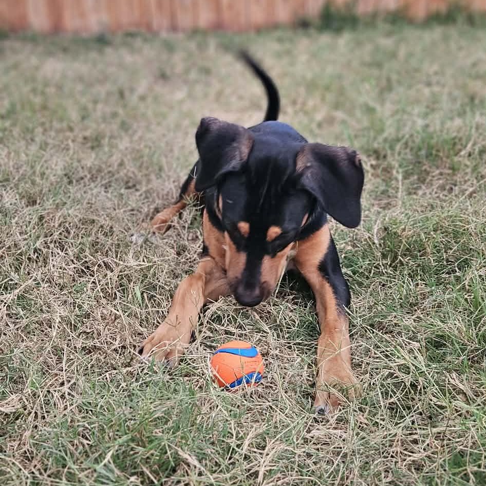 Enlarge Bingo-fostered in Texas, transport available, an adopted mixed breed in New Haven, CT image 3/6