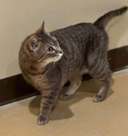 Enlarge Katara, a Adoptable Domestic Short Hair in Midland, VA image 1/1