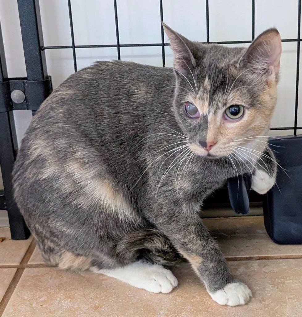 Wrath, Adoptable, Young Female Domestic Short Hair.