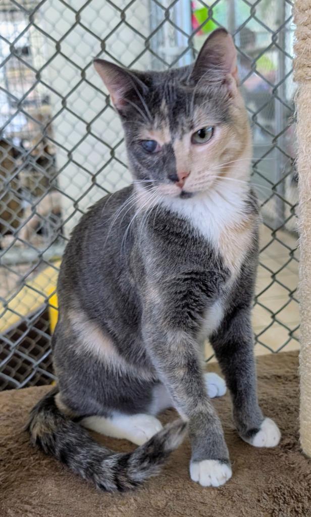 Enlarge Wrath, a Adoptable mixed breed in Peoria, AZ image 2/3