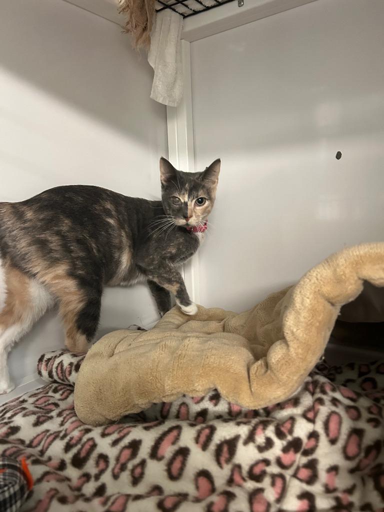 Enlarge Wrath, a Adoptable mixed breed in Peoria, AZ image 3/3