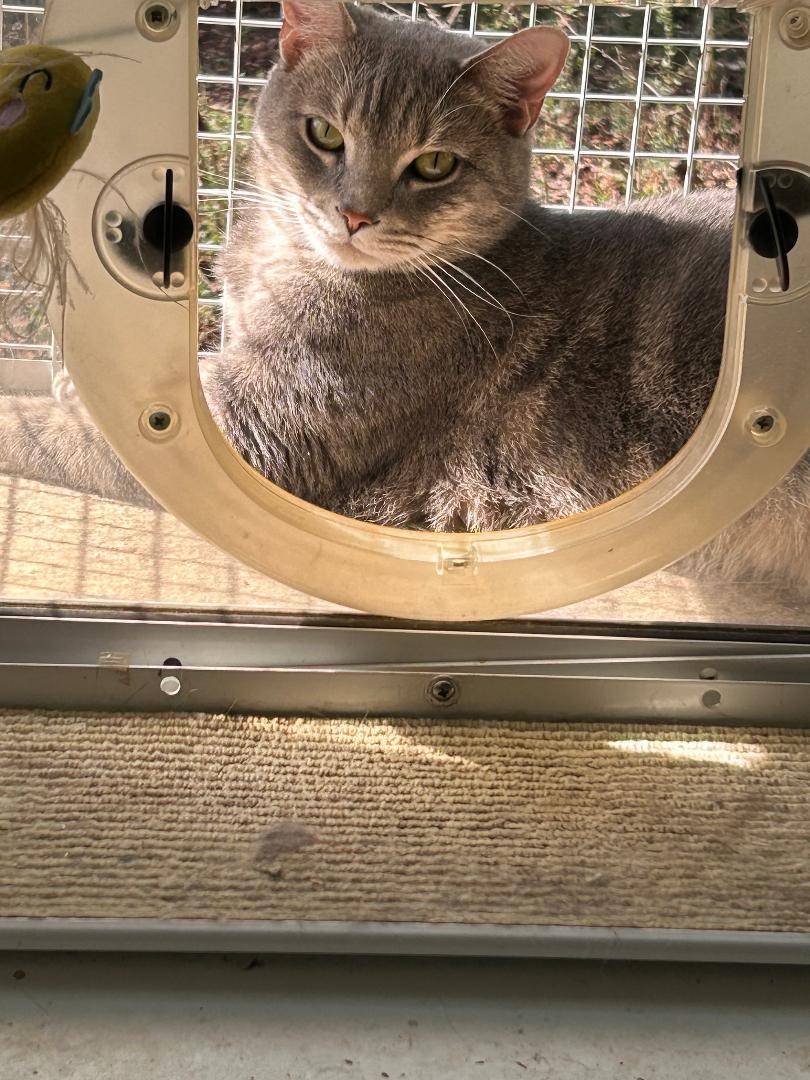 Enlarge Briggs, a ADOPTABLE Domestic Short Hair in Lancaster, SC image 1/1