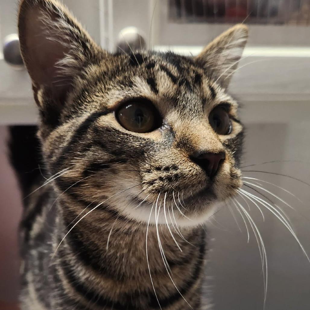 Enlarge Murphy, a Adoptable Domestic Short Hair in Allyn, WA image 1/1